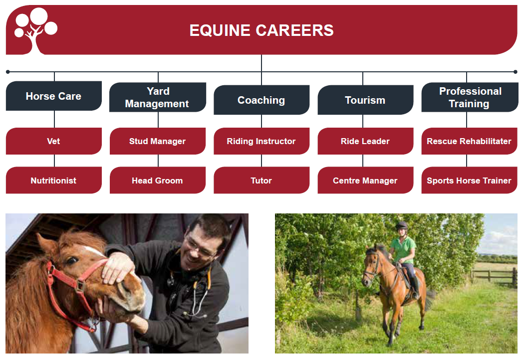 equine travel jobs